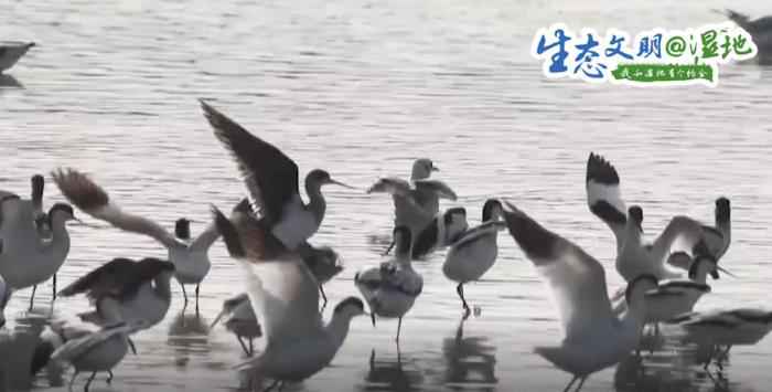  珍稀濒危候鸟飞抵南沙湿地 漫天飞羽蔚为壮观