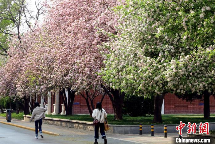  又到海棠季 天津高校师生今年“云赏花”